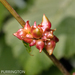 Grape Filbert Gall - Photo (c) Colin Purrington, all rights reserved, uploaded by Colin Purrington