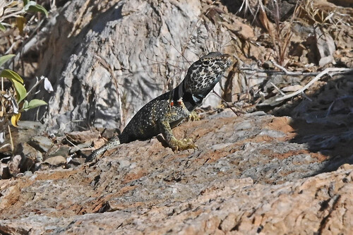 iNaturalist observation photo of Desert Collared Lizard