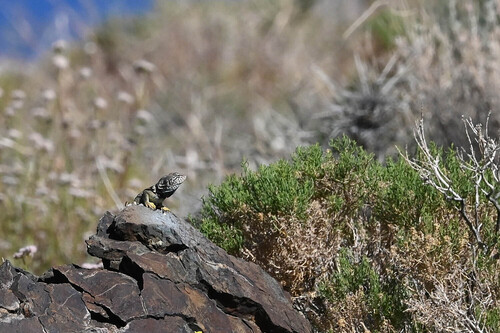 iNaturalist observation photo of Desert Collared Lizard