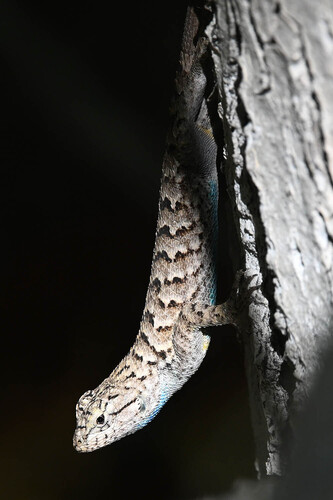 iNaturalist observation photo of Western Fence Lizard