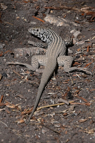 iNaturalist observation photo of Western Whiptail