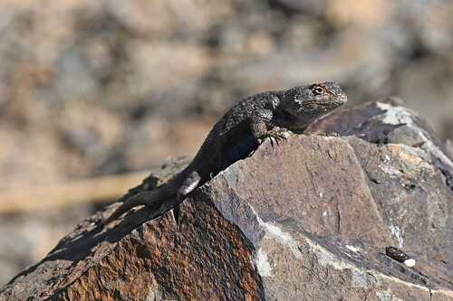 iNaturalist observation photo of Western Fence Lizard