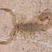 Yellow Devil Scorpion - Photo (c) Chris Benesh, all rights reserved, uploaded by Chris Benesh