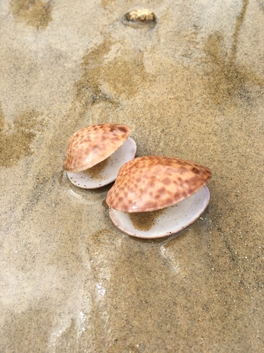 Calico Clam