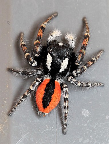 Red-bellied Jumping Spider