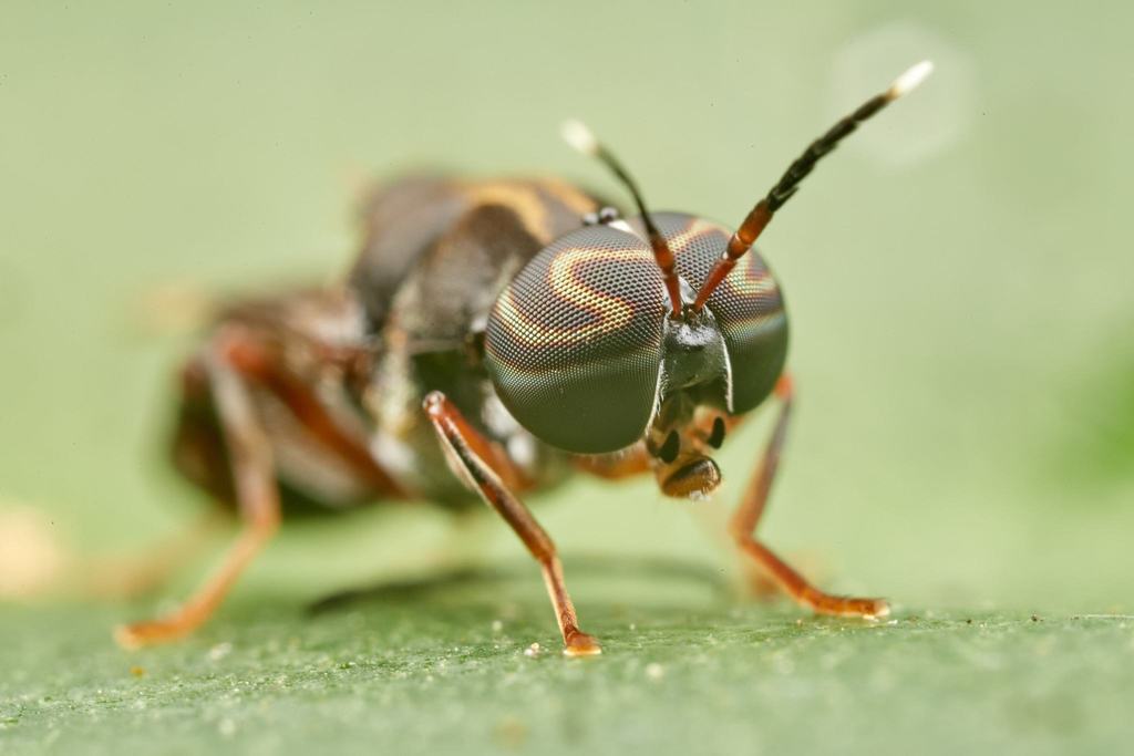 Isomerocera quadrilineata from Poynton, Westbrook, North coast, South ...