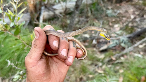 Common Tree Snake sighting