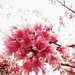 山櫻花 - Photo 由 Simone Kodama 所上傳的 (c) Simone Kodama，保留所有權利