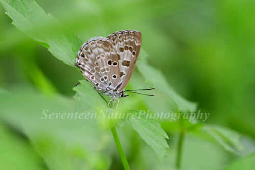 Niphanda fusca