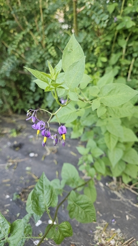 bittersweet nightshade
