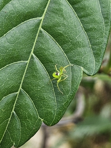 Lyssomanes portoricensis