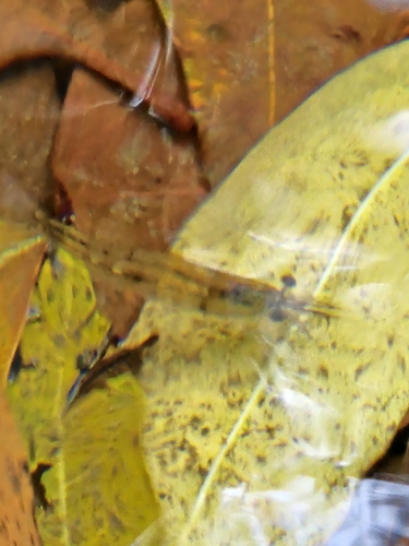 Yellow Nose Shrimp
