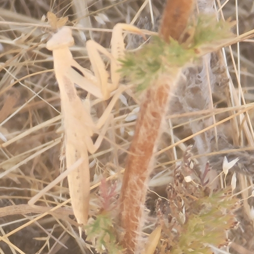 iNaturalist observation photo of European Mantis