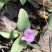 Trans-Pecos Spiderwort - Photo (c) Maggie Stoneham, all rights reserved, uploaded by Maggie Stoneham