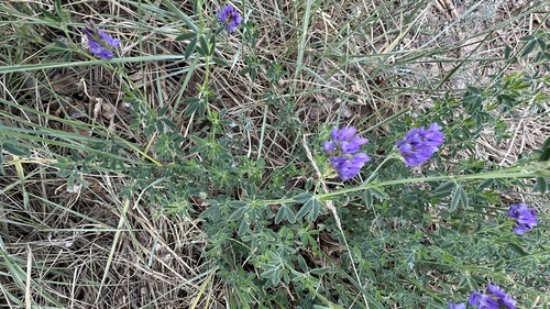Alfalfa
