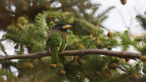 Great Barbet
