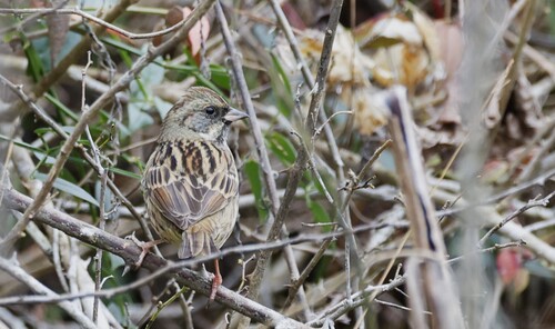 Black-faced Bunting