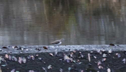 Green Sandpiper