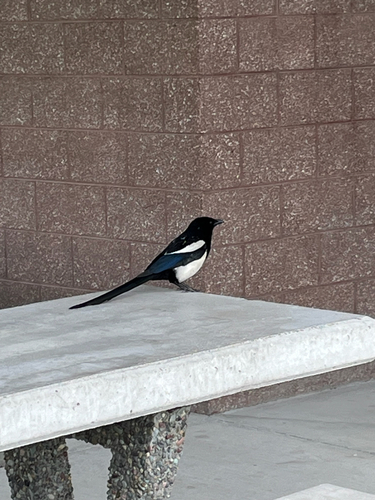 iNaturalist observation 2025-06-24