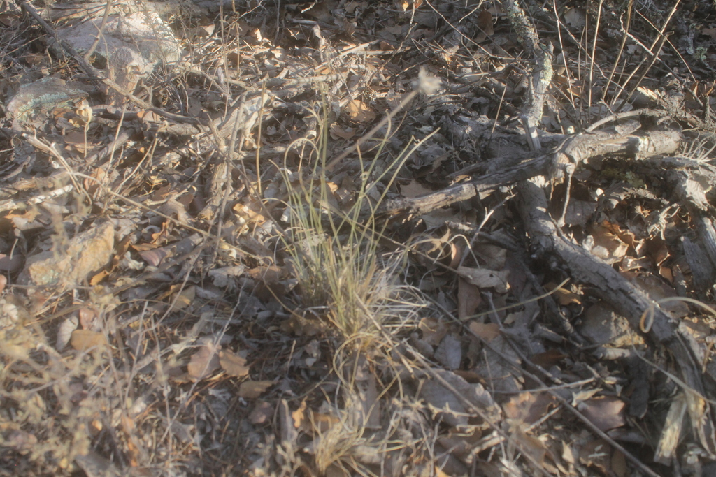 Nolina humilis