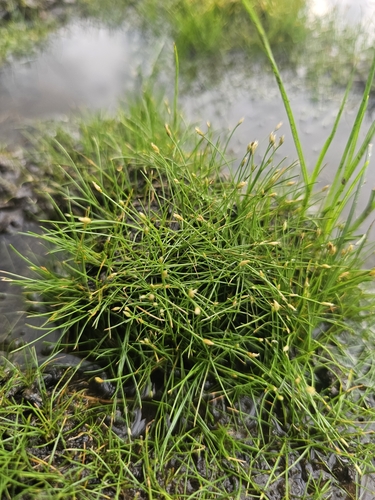 Eleocharis parvula