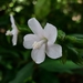 Pavonia fruticosa - Photo (c) nelvinson D jesus, todos los derechos reservados, uploaded by nelvinson D jesus