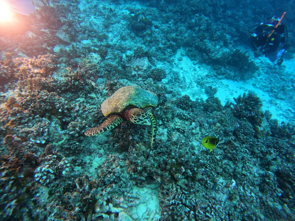 Hawksbill Turtle