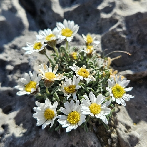 Cronquist's fleabane (Erigeron cronquistii)