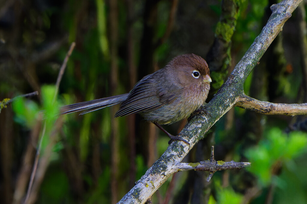 Spectacled Parrotbill photo