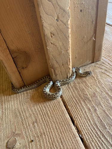 iNaturalist observation photo of Pacific Gopher Snake