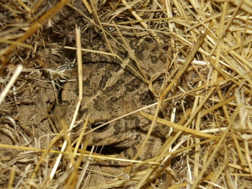 iNaturalist observation photo of Western Toad