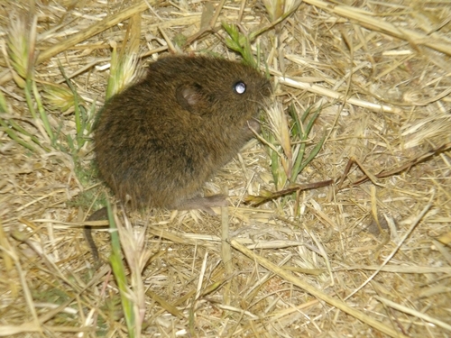 iNaturalist observation photo of California Vole