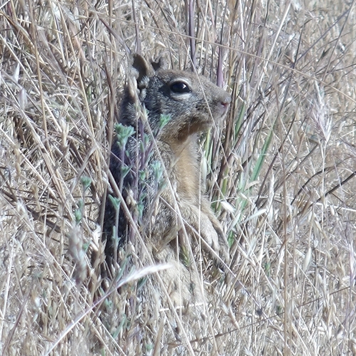 iNaturalist observation photo of California Ground Squirrel