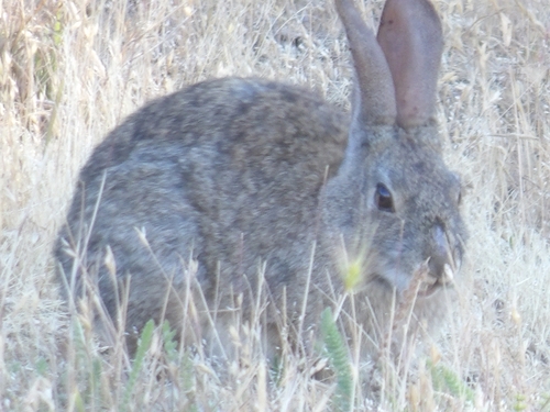 iNaturalist observation photo of Brush Rabbit