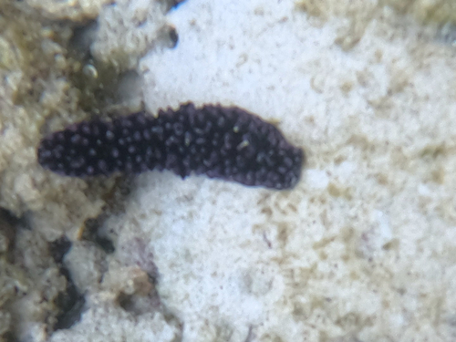 Phyllidiella nigra
