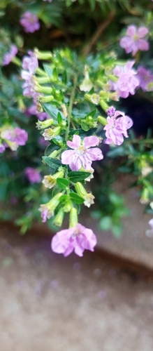 False heather