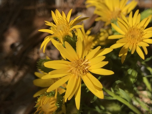 Chrysopsis gossypina ssp. hyssopifolia