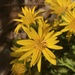 Hyssopleaf Goldenaster - Photo (c) arenicola, all rights reserved, uploaded by arenicola