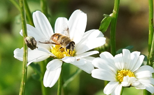 Common Drone Fly