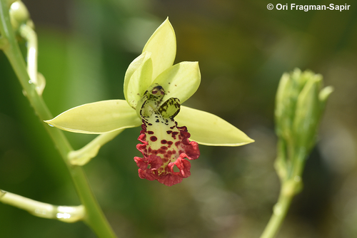 Fotos de Orquídea Monja Africana (Oeceoclades maculata) · NaturaLista Mexico