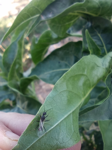 sardoa-group Collared Ants