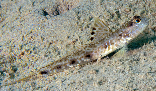 Lanceolate Shrimpgoby — seen at this dive site