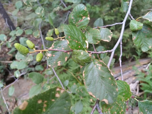 iNaturalist observation photo of white alder