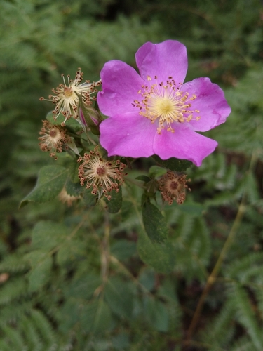 iNaturalist observation photo of California Wild Rose