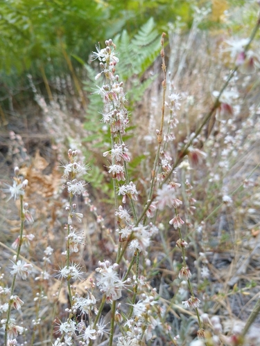 iNaturalist observation photo of Wright's buckwheat