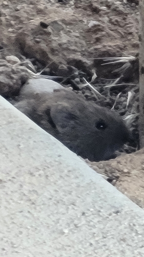 iNaturalist observation photo of California Vole