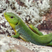 East Aegean Green Lizard - Photo (c) Ilias Strachinis, all rights reserved, uploaded by Ilias Strachinis