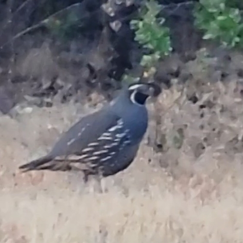 iNaturalist observation photo of California Quail
