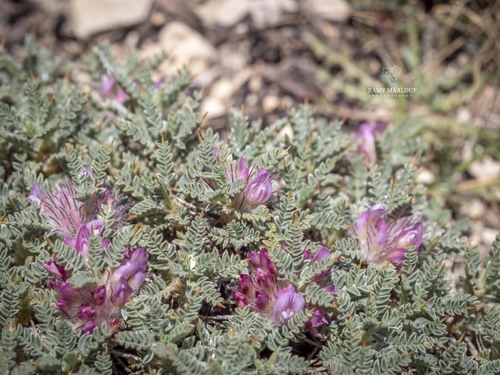 Astragalus cruentiflorus