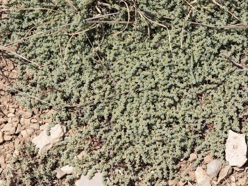Gray Rupturewort